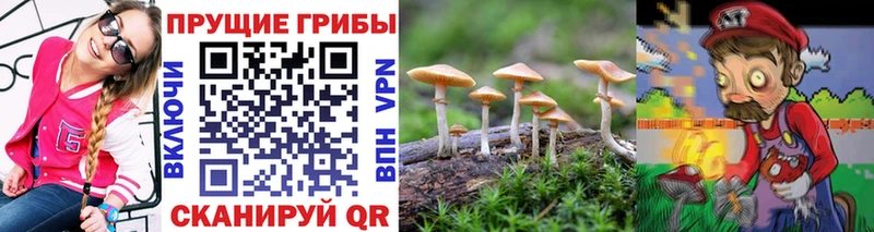 Псилоцибиновые грибы мицелий  блэк спрут как зайти  Змеиногорск 